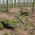 Hyrup Skov, rester af bunkere i skoven